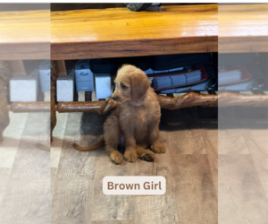 Goldendoodle Puppy for Sale in UNICOI, Tennessee USA