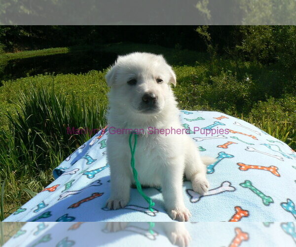 Medium Photo #4 German Shepherd Dog Puppy For Sale in PIEDMONT, MO, USA