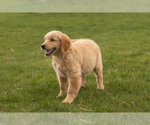 Medium Photo #8 Golden Retriever Puppy For Sale in WOLCOTTVILLE, IN, USA
