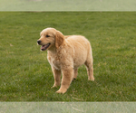 Small Photo #8 Golden Retriever Puppy For Sale in WOLCOTTVILLE, IN, USA