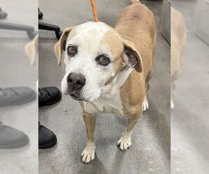 Mutt Dogs for adoption in Forestville, MD, USA