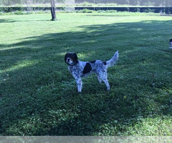 Medium Photo #1 English Setter Puppy For Sale in EDGEWOOD, KY, USA