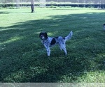 Small Photo #1 English Setter Puppy For Sale in EDGEWOOD, KY, USA