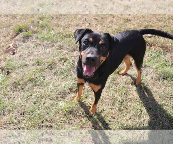 Medium Photo #4 Mutt Puppy For Sale in Jackson, MS, USA