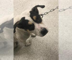 Labrador Retriever-Unknown Mix Dogs for adoption in Conroe, TX, USA
