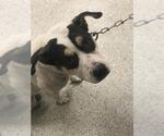 KIKO - Male Labrador Retriever-Unknown Mix Dog for Adoption - Small photo