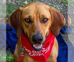 Small #8 Coonhound Mix