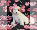 Small #1 Poodle (Miniature)-Shorkie Tzu Mix