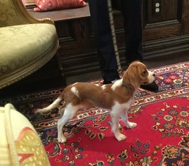 Cavalier King Charles Spaniel Puppy for sale in WAPPINGERS FALLS, NY, USA