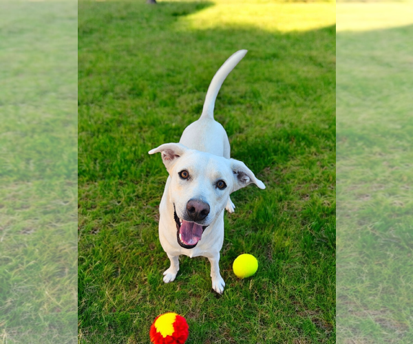 Medium Photo #4 Labrador Retriever Puppy For Sale in McKinney, TX, USA