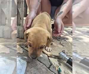 American Staffordshire Terrier Dogs for adoption in San Antonio, TX, USA