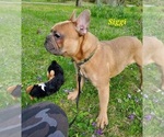 Small Photo #8 French Bulldog Puppy For Sale in OTTAWA LAKE, MI, USA