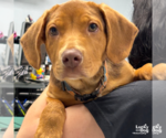 Small #2 Mastiff Mix