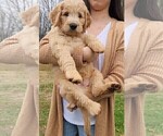 Small Photo #1 Goldendoodle Puppy For Sale in WINDER, GA, USA