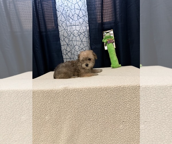 Medium Photo #1 Yorkshire Terrier Puppy For Sale in BENSON, NC, USA