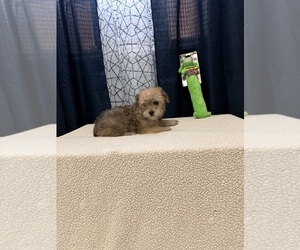 Yorkshire Terrier Puppy for sale in BENSON, NC, USA