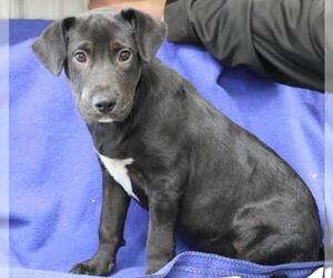 Labrador Retriever-Unknown Mix Dogs for adoption in Thief River Falls, MN, USA