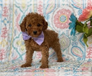 Poodle (Toy) Puppy for sale in LANCASTER, PA, USA