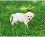 Small #3 Labrador Retriever