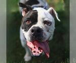 Small Mastiff Mix