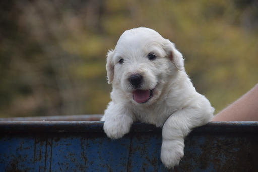 Medium Photo #1 Pyredoodle Puppy For Sale in BERRY HILL, TN, USA