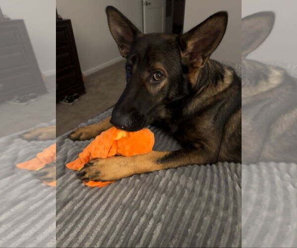 Medium Photo #1 German Shepherd Dog-Unknown Mix Puppy For Sale in La Grange , NC, USA