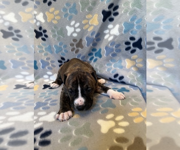 Medium Photo #7 American Bully-American Staffordshire Terrier Mix Puppy For Sale in BROCKTON, MA, USA