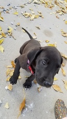 Great Dane Puppy for sale in BRIGHAM, UT, USA