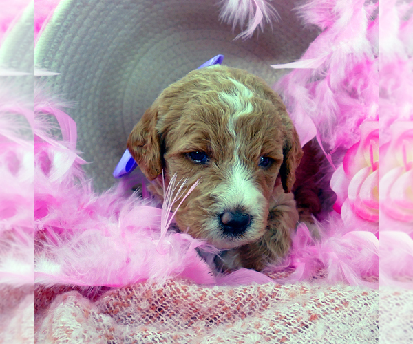 Medium Photo #4 Goldendoodle Puppy For Sale in ROY, UT, USA