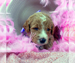 Small Photo #4 Goldendoodle Puppy For Sale in ROY, UT, USA