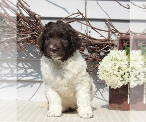 Newfypoo Puppy for sale in SUGARCREEK, OH, USA