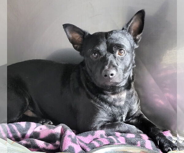 Medium Photo #2 Chihuahua-Unknown Mix Puppy For Sale in Phelan, CA, USA