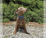 Small #3 Doberman Pinscher