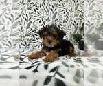 Small #2 YorkiePoo