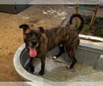 Small #4 American Pit Bull Terrier Mix