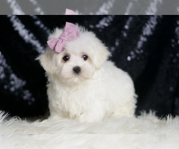 Medium Photo #4 Maltese Puppy For Sale in WARSAW, IN, USA