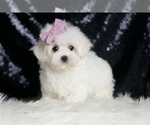 Small #3 Maltese