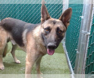Medium German Shepherd Dog