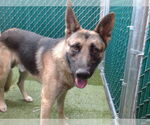 Small German Shepherd Dog