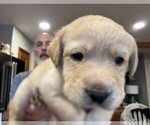 Small Photo #20 Labrador Retriever Puppy For Sale in HIGH POINT, NC, USA