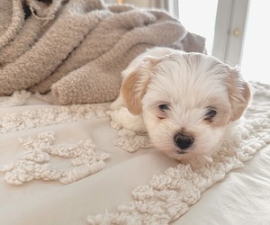 Maltipoo (Miniature)-Shih Tzu Mix Puppy for sale in FALCONER, NY, USA