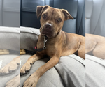 Small #19 American Pit Bull Terrier-Jack Russell Terrier Mix