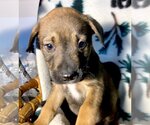 Small Photo #8 Mountain Cur-Unknown Mix Puppy For Sale in GILBERTS, IL, USA