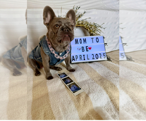 Mother of the French Bulldog puppies born on 04/27/2025