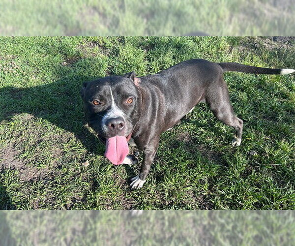 Medium Photo #2 American Pit Bull Terrier Puppy For Sale in Ocala, FL, USA