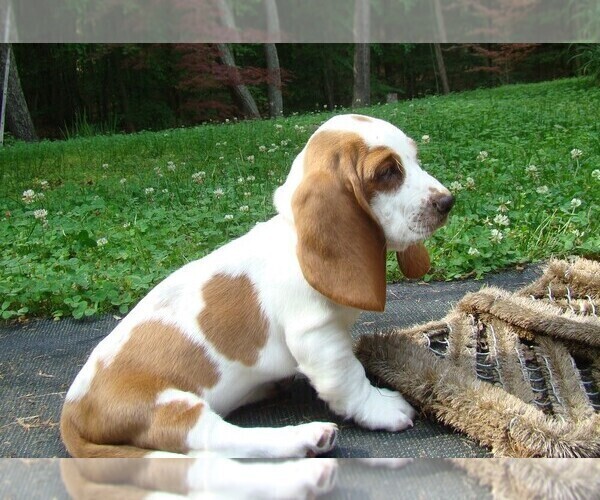 Medium Photo #2 Basset Hound Puppy For Sale in LANEXA, VA, USA