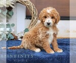 Small #3 Goldendoodle (Miniature)