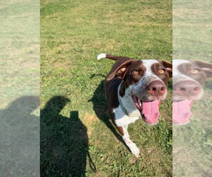 Maybel - Female Pointer-Unknown Mix Dog for Adoption - Photo #3