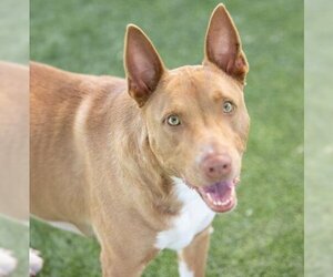 Collie-Rhodesian Ridgeback Mix Dogs for adoption in Camarillo, CA, USA