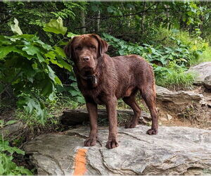 Father of the Labrador Retriever puppies born on 01/15/2026